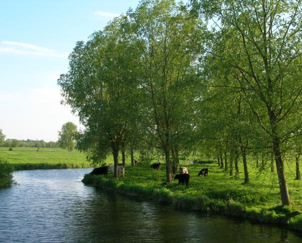 River Waveney