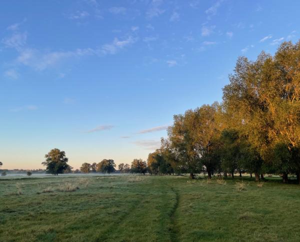 Mendham Marshes